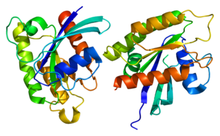 RRAS2 protein-coding gene in the species Homo sapiens