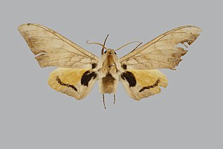 Pseudoclanis biokoensis