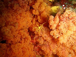 <i>Pseudopallene</i> Genus of sea spiders