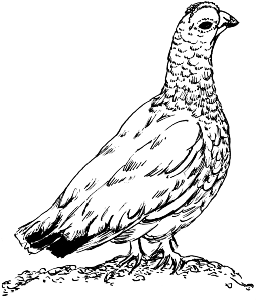 File:Ptarmigan 2 (PSF).png