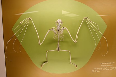 Pteropus samoensis.jpg