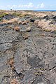 English: Pu'u Loa petroglyphs in Hawaiʻi Volcanoes National Park