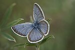 Thumbnail for Icaricia icarioides blackmorei