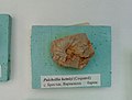 Pulchellia heinizi (Coquand), Upper en:Barremian,en: Brestak (Coll. St. Breskovski) at the Sofia University "St. Kliment Ohridski" Museum of Paleontology and Historical Geology