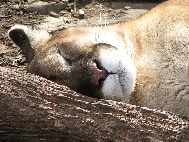 Puma concolor Wikipedia, la enciclopedia libre
