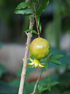 Punica granatum 'Nana', Granat właściwy 'Nana', 2021-06-09