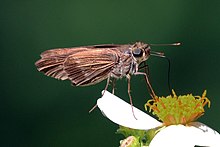 Lila gewaschener Skipper (Panoquina lucas lucas) .jpg