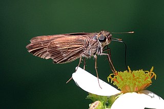 <i>Panoquina lucas</i> species of insect