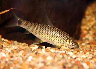 <i>Crossocheilus reticulatus</i> Species of fish