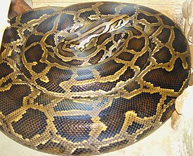 Python bivittatus тигровый питон.jpg