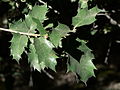 Vignette pour Quercus chrysolepis