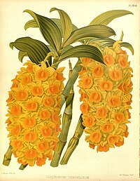 plate 303 Dendrobium densiflorum