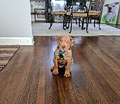 A male 11 week old Red Leopard Catahoula Bulldog