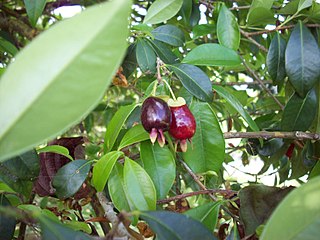 <i>Eugenia involucrata</i> Species of tree