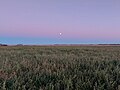 Moonrise over a field in the RM of Moose Mountain near Carlyle