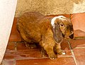 File:Rabbit - French Lop.jpg (Cc-zero)