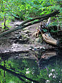 Zufluss auf der Nordseite von Schwarzes Teich