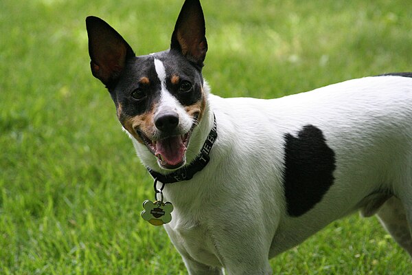 Rat Terriers usually have naturally erect ears and an alert expression.