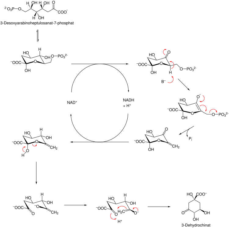 Reaction mechanism of 3-dehydroquinate synthase.svg