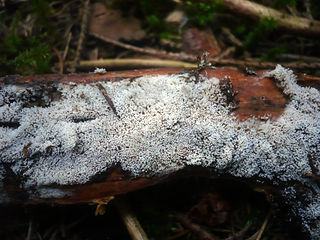 <i>Rectipilus</i> Genus of fungi