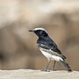 Thumbnail for White-crowned wheatear