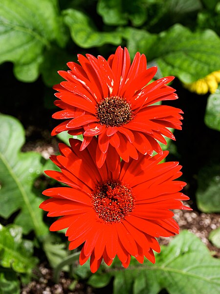 File:Red gerberas (2756949748).jpg