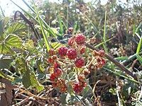 Red rubus.JPG