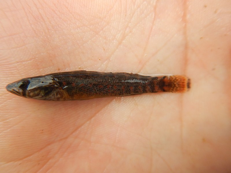 File:Redspot darter.jpg