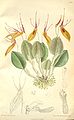 Restrepia brachypus (as syn. Restrepia striata) plate 7233 in: Curtis's Bot. Magazine (Orchidaceae), vol. 118, (1892)