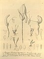 Restrepia elegans (as syn. Restrepia erythroxantha) plate 60; fig.II, 2 in: H. G. Reichenbach: Xenia orchidacea - vol. 1 (1858)