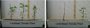 Six tomato plants grown with and without nitrate fertilizer on nutrient-poor sand/clay soil. One of the plants in the nutrient-poor soil has died. Reuse of urine demonstration - fertilised and not fertilised tomato plant experiment (3617543234).jpg