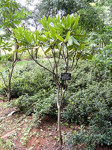 Rhododendron annae - Kunming Botanical Garden - DSC02823.JPG