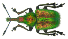 Rhynchites auratus (Scopoli, 1763) mâle (6771104265) .png