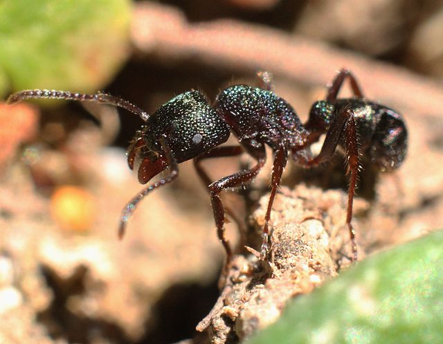 Gold-digging ant - Wikipedia