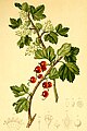 Ribes alpinum