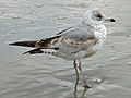 Ring-billed Gull (Larus delawarensis) RWD2.jpg