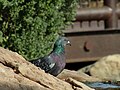 Common Rock Pigeon standing on a rock.