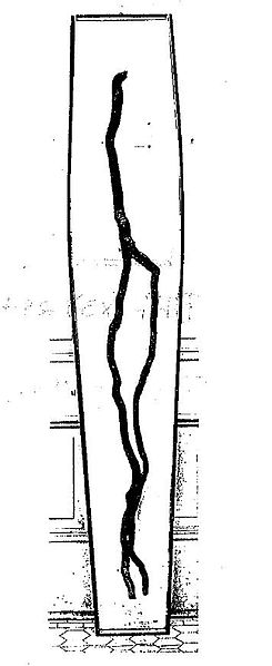 File:Roger Williams Root.jpg