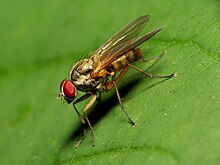 Корневая муха-личинка - Flickr - treegrow (1) .jpg