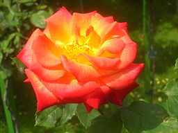 Rosa 'Orange Sensation'