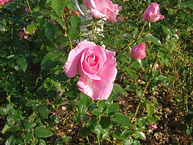 Imagen ilustrativa del artículo Rose de Rennes