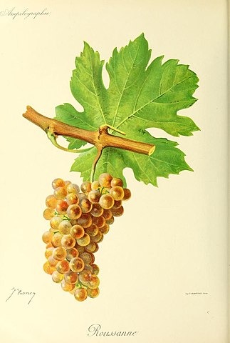 Roussanne borszőlő illusztráció a Wikipédián
attribution: Jules Troncy, Public domain, via Wikimedia Commons