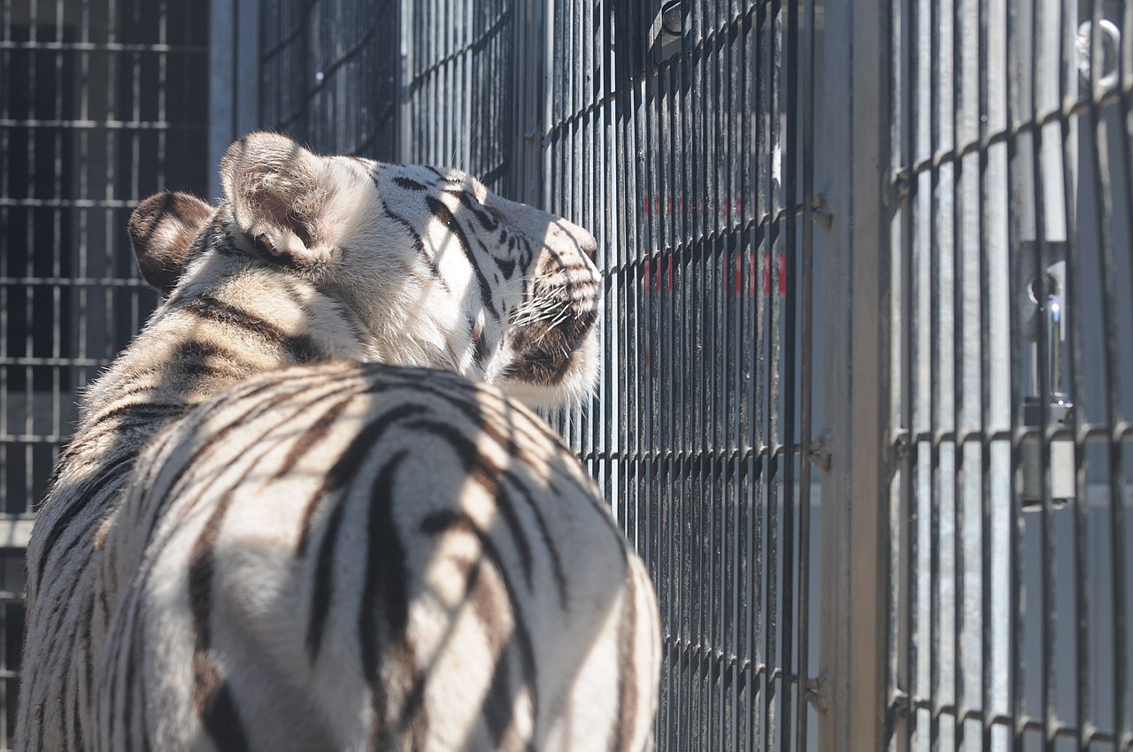 Bengal Tiger - Cougar Mountain Zoo