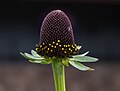 Image 92Redbeckia occidentalis