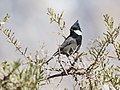 Rufous-naped tit