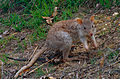 rufous rat-kangaroo