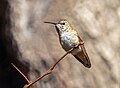 * Nomination Vagrant rufous hummingbird in Prospect Park, Brooklyn, NY --Rhododendrites 13:41, 27 March 2024 (UTC) * Promotion  Support Good quality. --Bgag 14:18, 27 March 2024 (UTC)