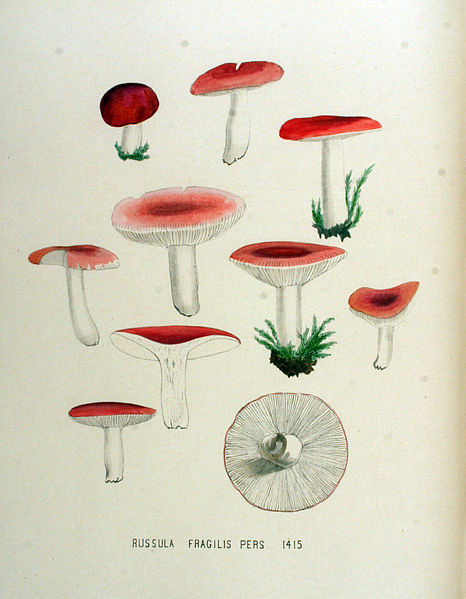 File:Russula fragilis — Flora Batava — Volume v18.jpg