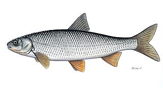 <i>Rutilus frisii</i> Species of fish