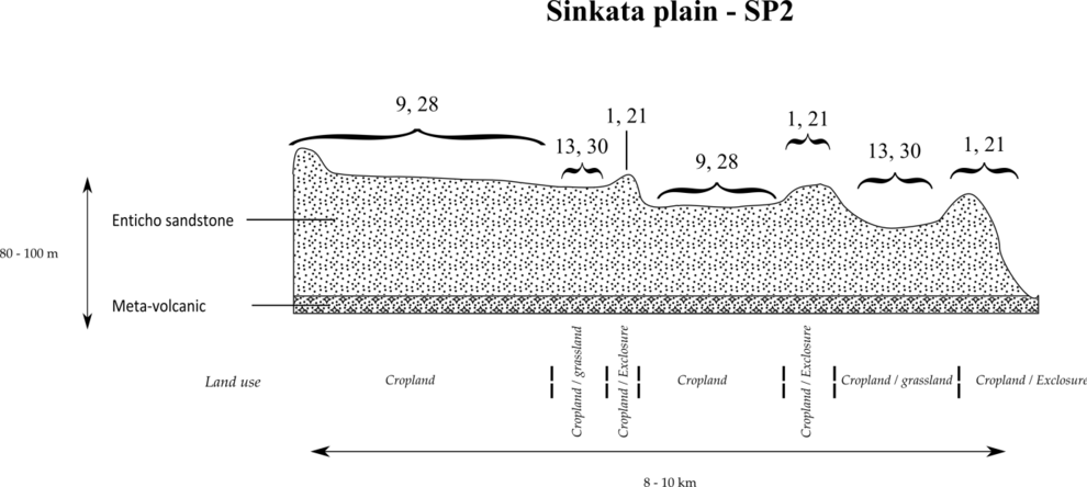 Typical catena in the Sinkata plain SP2 Sinkata plain catena.tif